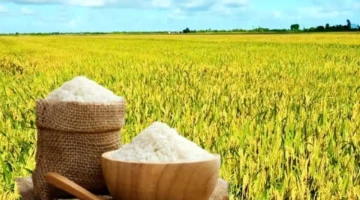 سعر الأرز والأرز الطازج يتماسك ويحافظ على استقراره في الأسواق